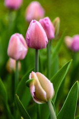 Pink tulips in the garden, sort Allibi. Bulbous plants in the garden.