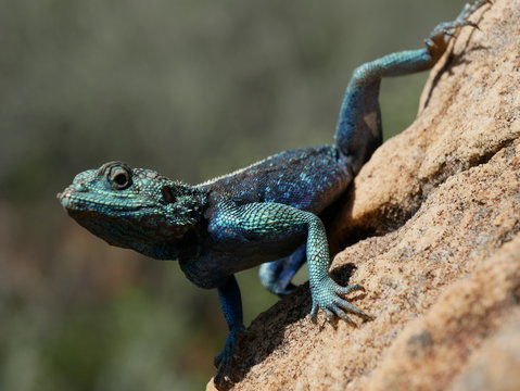 Blaue Steinagame in S&uuml;dafrika