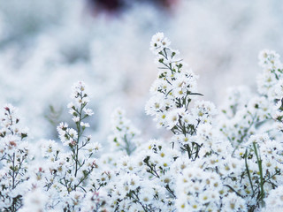 white Magaret flower garden and sweet background fram