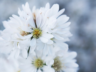 white Magaret flower garden and sweet background fram