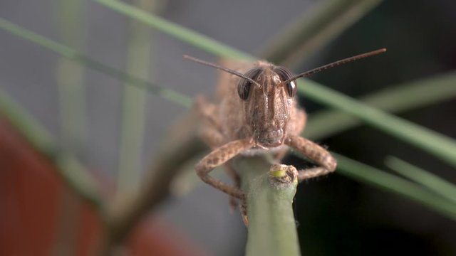 Brown Grasshopper on a stick. Extreme close up macro shot.