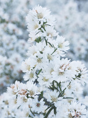 Margaret fram blooming on season for chiangmai holiday