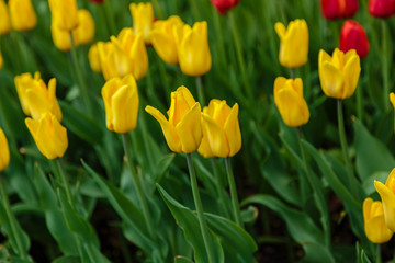 Yellow tulips in the garden, sort Strong Gold. Bulbous plants in the garden.