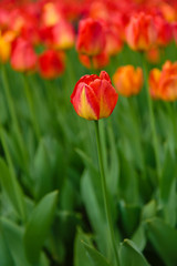 Beautiful orange tulips in the garden, sort Lighting Sun. Bulbous plants in the garden.