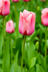 Beautiful pink tulips in the garden, sort Light and Dreamy. Bulbous plants in the garden.