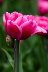 Obraz na płótnie Canvas Beautiful purple tulips in the garden, sort Britt. Bulbous plants in the garden.