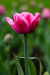 Obraz premium Beautiful purple tulips in the garden, sort Britt. Bulbous plants in the garden.