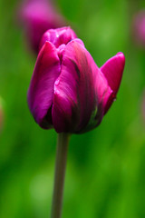 Beautiful purple tulips in the garden, sort Double you. Bulbous plants in the garden.
