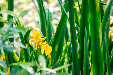Iris pseudacorus, yellow flag, yellow iris water flag.