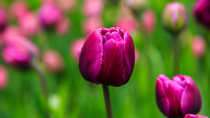 Fototapeta premium Beautiful purple tulips in the garden, sort Double you. Bulbous plants in the garden.