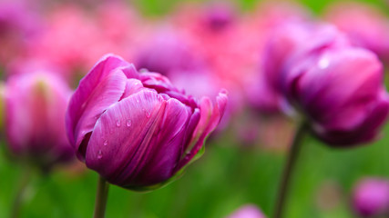 Beautiful purple tulips in the garden, sort Blue Diamond. Bulbous plants in the garden.