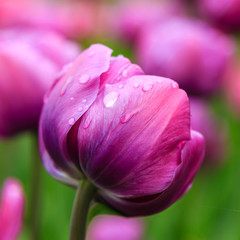 Fototapeta premium Beautiful purple tulips in the garden, sort Blue Diamond. Bulbous plants in the garden.