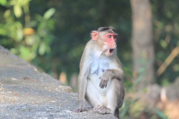 Monkeys Playing in tourist area