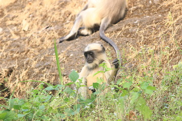 Monkeys Playing in tourist area