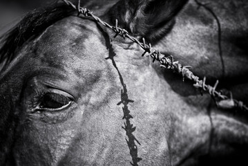 Black and white photo of  a barbed wire over a horse head