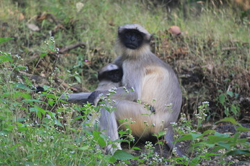 Monkeys Playing in tourist area