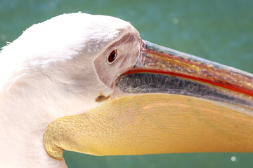 Close up portrait of the great pelican in zoo.
