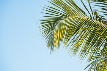 Fototapeta na wymiar coconut leaves