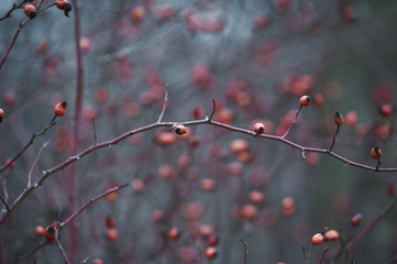 rosehip bush without leaves in the cold