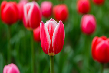 Red and white tulips in the garden, sort Candy apple delight. 