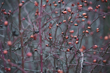 rosehip bush without leaves in the cold