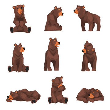 Cute Brown Grizzly Bear Collection, Wild Animal Character in Various Poses Vector illustration