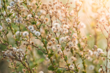 Vintage Grass flower background