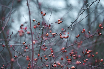 rosehip bush without leaves in the cold