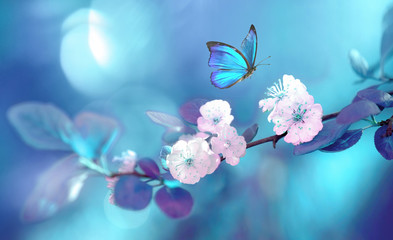 Beautiful blue butterfly in flight over branch of flowering apricot tree in spring at Sunrise on...