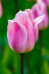 Fototapeta na wymiar Pink tulips in the garden, sort Light and dreamy. Bulbous plants in the garden.