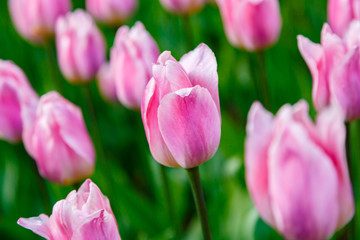 Obraz na płótnie Canvas Pink tulips in the garden, sort Light and dreamy. Bulbous plants in the garden.
