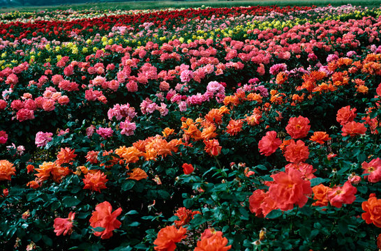A field of colourful commercialy grown hybrid roses