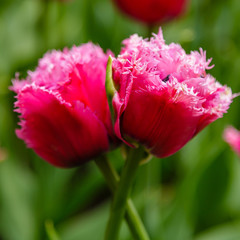 Purple flower of tulip sort Matchpoint. Hybrids of tulips - a beautiful spring bulbs. Growing bulbous flowers in the garden.