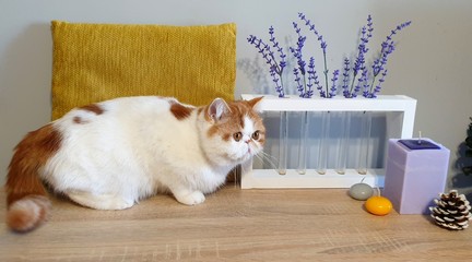 exotic shorthair cat and lavanda