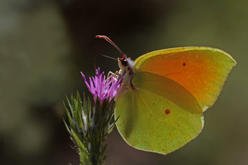 Cleopatra butterfly on flower; Gonepteryx cleopatra