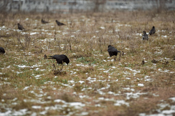 black ravens on frozen ground in the city