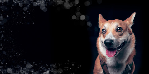 Carte chien brun 