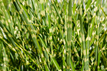 Grass Miscanthus sinensis Variegatus in garden. Decorative herbs and plants in landscape design