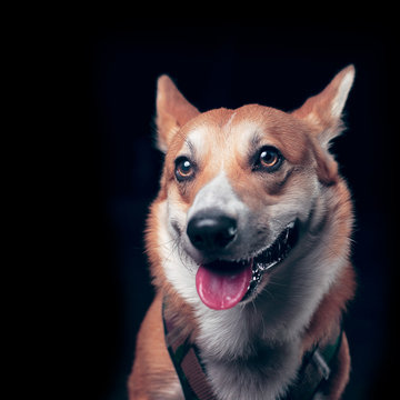 Portrait de chien brun