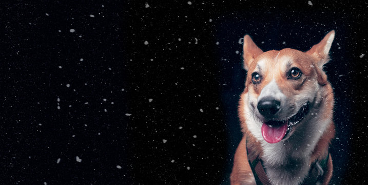 Carte chien brun sous la neige