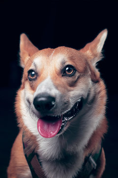 Portrait chien brun