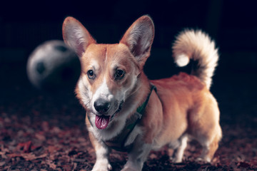 Chien joue avec sa balle