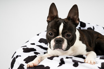 Sad looking dog on pillow