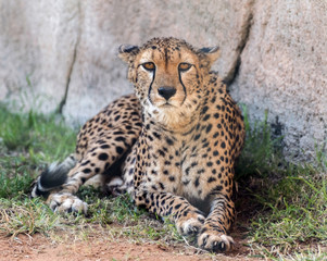 Wild Animal Cheetah or Tiger in Jungle