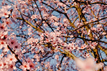 Beautiful pink plum blossom flowers in spring.