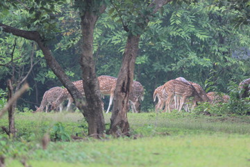 Deer in Jungle, Nature