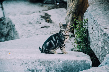 Street cat. Striped little kitten on the ruins.Turkish cat.Photo of cat with place for text. Cat on the ruins of Ephesus.Homeless kitten. Shorthair cat.Selcuk,Ephesus,Turkey.Ruins of an ancient city.