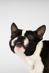 boston terrier dog on white background