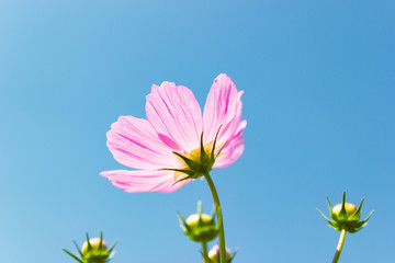 Beautiful flower Cosmos Bipinnatus flower in the garden with sky background