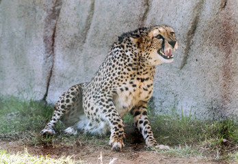 Wild Animal Cheetah or Tiger in Jungle